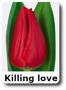 Strong love тюльпан фото