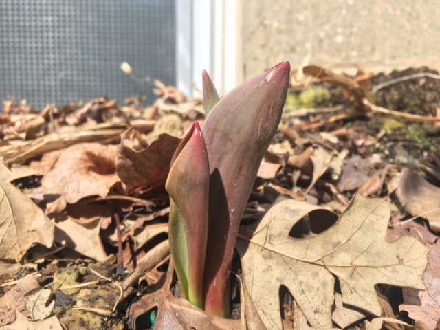 Укрыв тюльпанов