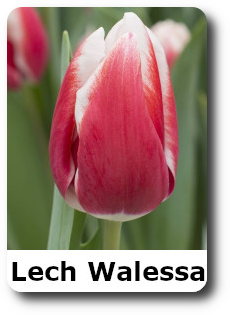 Lech Walessa