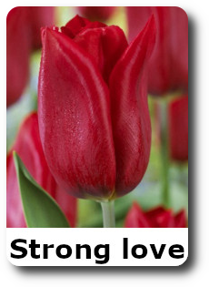 strong love