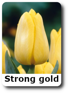 Strong gold