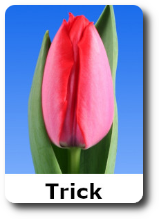 trick-tulip