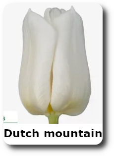 dutch mountain