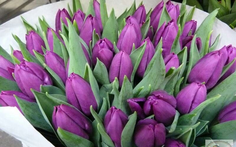 Purple flag tulip