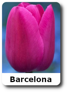 barselona-tulip