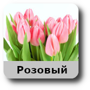 tulip розовый